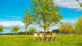 В Тамбовской области сформируют пчеловодческий кооператив